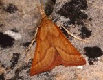 Synaphe punctalis 34 1