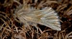 Teinoptera olivina (I)