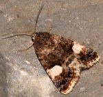 Tyta luctuosa (I)