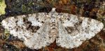 Fagivorina arenaria 06 1