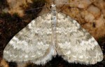 Perizoma incultraria 05 1