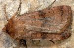 Xestia sexstrigata 06 1