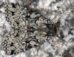 Xestia speciosa 06 2