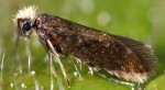 Micropterix sicanella