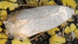 Pseudopostega crepusculella 06 2