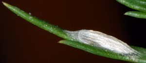 Bucculatrix chrysanthemella cocon 06 3