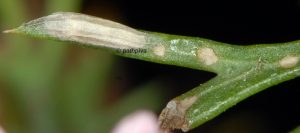 Bucculatrix chrysanthemella cocon 06 4