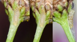 Bucculatrix chrysanthemella cocon 06 6