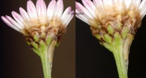 Bucculatrix chrysanthemella cocon 06 8