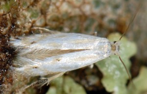 Bucculatrix ratisbonensis 6