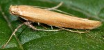 Caloptilia rufipennella (I)