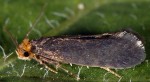 Cephimallota crassiflavella (I)