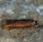 Coptotriche angusticollella (I, G)