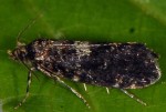 Diplodoma laichartingella (I)
