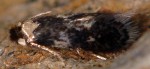 Ectoedemia algeriensis (I)
