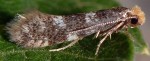 Infurcitinea roesslerella (I)