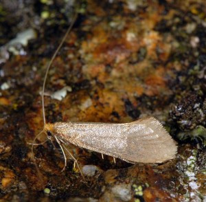 Nematopogon argentellus 2