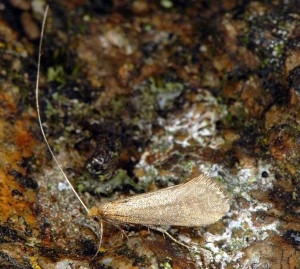 Nematopogon argentellus 4