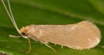 Nematopogon swammerdamella (I)