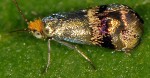 Nemophora dumerilella (I)
