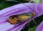 Nemophora fasciella (I)