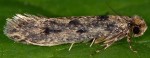 Niditinea fuscella (I)