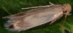 Novotinea liguriella (I)