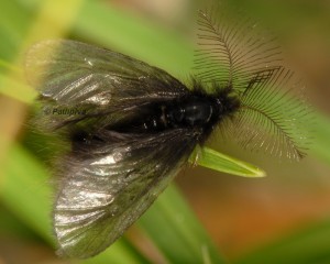 Ptilocephala plumifera 3