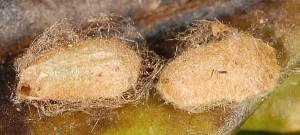 Simplimorpha promissa cocon 2A 1