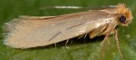 Tineola bisselliella (I)