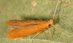 Tischeria ekebladella (I)