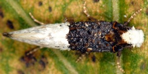 Trichophaga bipartitella 2