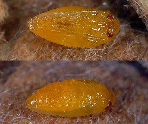 Trifurcula eurema chrysalide 06 1