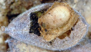 Trifurcula eurema cocon 06 2