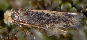 Trifurcula melanoptera 1