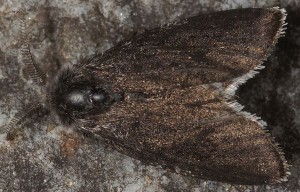 Typhonia ciliaris