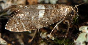 Acrolepiopsis tauricella 06 2