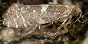Acrolepiopsis tauricella 06 3
