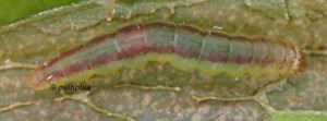 Acrolepiopsis vesperella L5 06 2