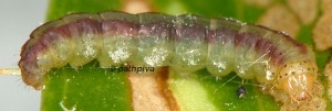 Acrolepiopsis vesperella L5 06 3