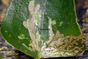 Acrolepiopsis vesperella attaques 06 1