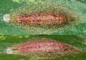 Acrolepiopsis vesperella cocon 06 1