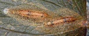 Acrolepiopsis vesperella cocon 06 2
