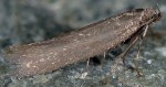 Amphisbatis incongruella (I)