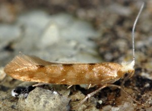 Argyresthia reticulata 7