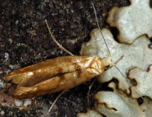 Argyresthia reticulata 9