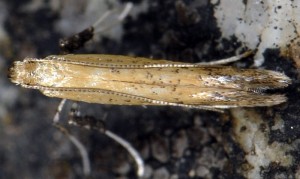 Aspilapteryx limosella 5