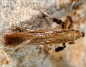 Aspilapteryx limosella 7