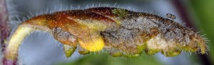 Aspilapteryx limosella m 1