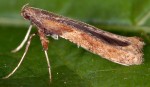 Caloptilia falconipennella (I)